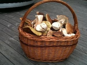 Pilzexkursion in Schweden